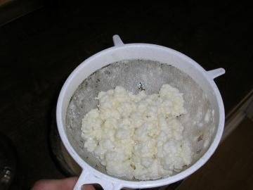 Tibetské kefírové zrná – Obrázok 3